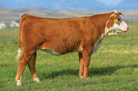 CHURCHILL W4 LADY 822F ET 8 43919882 DOB: 01-14-18 TATTOO: LE 822 HORNED Maybe the highest performing heifer calf we will sell! Super long and loaded with thickness and quality!