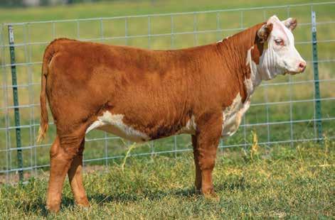 10 CHURCHILL LADY 806F ET 43919786 DOB: 01-07-18 TATTOO: LE 806 HORNED This beautiful Gallatin heifer has as much middle third as any heifer in the sale! Plus she is super balanced and good looking!