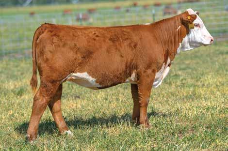 CHURCHILL LADY 886F 12 P43919956 DOB: 02-02-18 TATTOO: LE 886 POLLED A natural calf out of the Lot 77 donor cow!