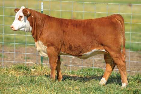P43919864 DOB: 02-25-18 TATTOO: LE 8201 POLLED I love this Kickstart heifer that is out of one of the best Hereford cows that we have ever owned! This amazing cow is an Outcross out of 51W.