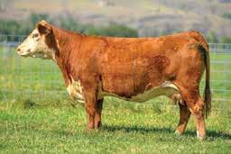 If you like powerful polled genetics, you will love this heifer. BW 1.1 WW 65 YW 105 MM 26 UDDR 1.30 TEAT 1.40 REA 0.52 MARB 0.