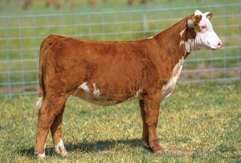 CHURCHILL LADY 8225F ET 20 PENDING DOB: 03-01-18 TATTOO: LE 8225 HORNED This one has a lot of potential! She is far from 12 o clock now but will get there!