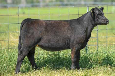 Churchill Lady 816F ET 23 19185900 DOB: 01-10-18 TATTOO: LE 816 POLLED Wow! The first Angus heifers that we will sell by auction!