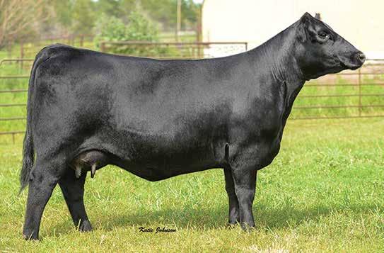 This is a beautiful heifer with explosive growth, lots of rib, and a gorgeous look to her. The dam of lots 23 and 24 is an ideal beef cow with a very good udder and is tremendous in production.