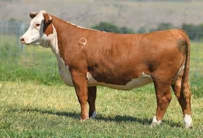 27 CHURCHILL LADY 7125E 43801944 DOB: 01-19-17 TATTOO: LE 7114 HORNED BRED TO: SR BOWMAN 790 DUE: 03-05-19 A beautiful female with power, quality, and that front pasture cow look!