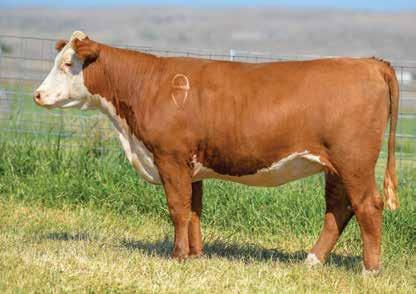CHURCHILL LADY 7125E 30 43801953 DOB: 01-21-17 TATTOO: LE 7125 HORNED BRED TO: CHURCHILL TRIDENT 742E DUE: 2/7/19 (BULL) A gorgeous female with calving ease, maternal, and great carcass!