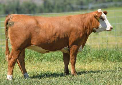 33 CHURCHILL LADY CHURCHILL 7204E LADY 7204E 43802011 DOB: 02-12-17 TATTOO: LE 7204 HORNED BRED TO: CHURCHILL NIGHTCAP 7256E DUE: 2/5/19 A favorite heifer that looks good and reads very good!