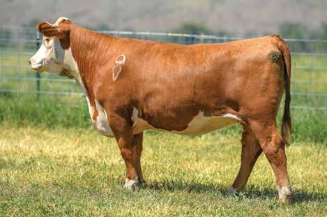 36 CHURCHILL LADY 720E 43802015 DOB: 01-04-17 TATTOO: LE 720 HORNED BRED TO: CHURCHILL NIGHTCAP 7256E DUE: 2/3/19 (HEIFER) As powerful a bred heifer as we will sell!