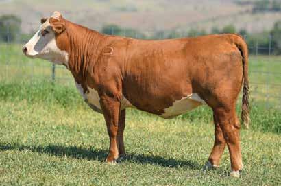 Her heifer calf by Long Haul will be a highlight in any calf crop! BW 3.0 WW 61 YW 96 MM 30 UDDR 1.20 TEAT 1.30 REA 0.58 MARB 0.