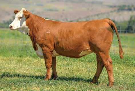 CHURCHILL LADY 7210E 42 43802016 DOB: 02-14-17 TATTOO: LE 72 HORNED BRED TO: CHURCHILL ROUGH RIDER 719E DUE: 2/26/19 A big, strong high-performance heifer with lots of power and substance!