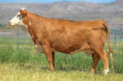 CHURCHILL LADY 2158Z ET 67 43282380 DOB: 02-14-12 TATTOO: LE 2158 HORNED BRED TO: HH ADVANCE 5044C DUE: 3/20/19 A big bodied, easy-fleshing Sensation cow with a tight udder and small teats!