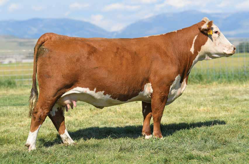81 CHURCHILL LADY 302A {DLF,HYF,IEF} 43376913 DOB: 01-02-13 TATTOO: LE 302 HORNED BBRED TO: HH ADVANCE 5044C DUE:3/8/19 CL 1 DOMINO 994W 1ET {CHB}{DLF,HYF,IEF} CL 1 DOMINO 637S 1ET CL 1 DOMINO 144Y