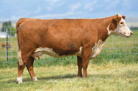 94 CHURCHILL LADY 3169A 43376951 DOB: 02-16-13 TATTOO: LE 3169 HORNED BRED TO: CHURCHILL ROUGH RIDER 719E DUE: 2/15/19 (BULL) This will be one of the best Line One cows we will sell!