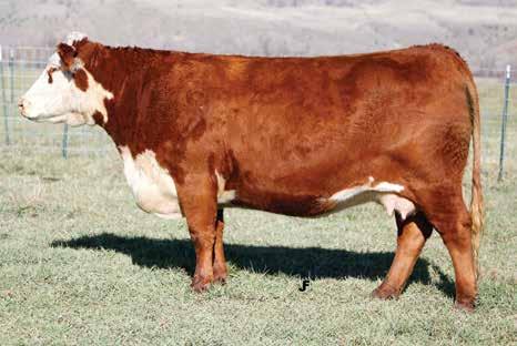 WS DOODLES 171Y 96 {DLF,HYF,IEF} 43264546 DOB: 02-28-11 TATTOO: BE 171 HORNED READY TO FLUSH She has ben a strong donor for Churchill and Texas Stardance!