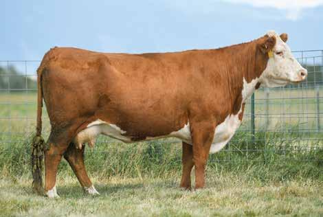 98 CHURCHILL LADY 138Y 43264546 DOB: 02-28-11 TATTOO: BE 171 HORNED READY TO FLUSH A top producing cow with a 108 average weaning ratio on her calves! A herd bull son sold to Johnny Canaday.