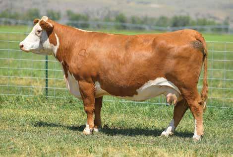 20 CHB$ 27 {DLF,HYF,IEF} 43282293 DOB: 02-23-12 TATTOO: LE 2178 HORNED BRED TO: CHURCHILL ROUGH RIDER 719E DUE: 2/14/19 (BULL) A powerful, big bodied cow with very good progeny!
