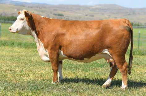 111 CHURCHILL LADY 3130A 43377043 DOB: 01-29-13 TATTOO: LE 3130 HORNED BRED TO: DUE: A beautiful Outcross granddaughter with very strong numbers! She is in the top 10% for 8 traits.