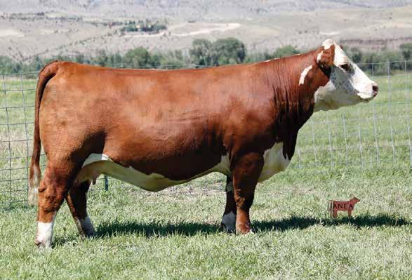 16 $CHB 39 LaDY 002x x Deberard (4 IVF Embryos) 130 Four embryos out of a great young bull that we really like and the super cow 002X! DAM CHURCHILL LADY 002X 43361267 AHA GE EPD BW 2.