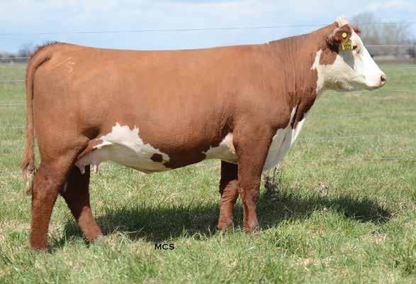 Lady 6472D x rough rider (4 IVF Embryos) FEATURED DAM OF CHURCHILL LADY 6472D 132 Four embryos out of a great straight horned heifer and the young breed leader Rough Rider!