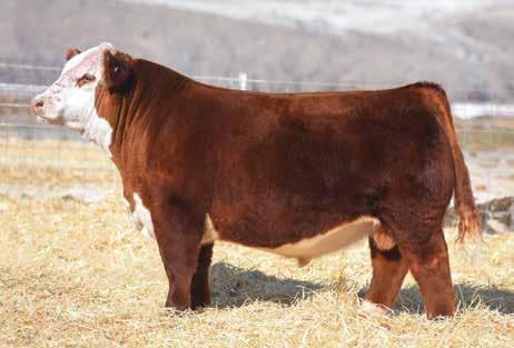 Owned with XA Cattle, Frederickson Ranch, and Barnes Herefords. BW3.7 WW 64 YW 107 MM32 UDDR1.30 TEAT 1.30 REA0.44 MARB 0.
