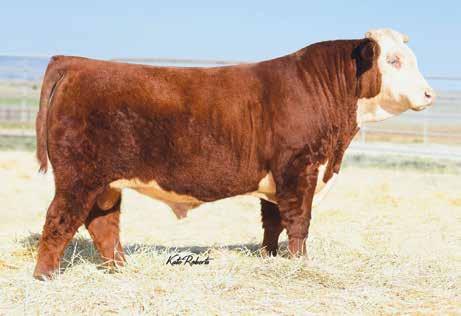 CHURCHILL rough rider 719E {DLF,HYF,IEF} 43802006 HORNED Fourth high selling bull in Denver at $70,000 for 1/2 interest.