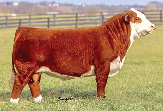 21 $CHB 33 AHA GE EPD CHURCHILL TRIDENT 742E {DLF,HYF,IEF} 43802076 HORNED Second high selling bull in the 2018 Churchill bull Sale at