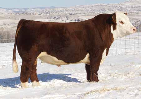 Churchill sensation 028X {CHB,SOD,DLF,HYF,IEF} 43092364 HORNED Sensation has brought Hereford calving ease to a whole new level!