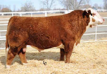 His progeny and grand progeny, like Deberard, are dominating the breed. He s sold thousands of straws of semen to both commercial and purebred breeders.