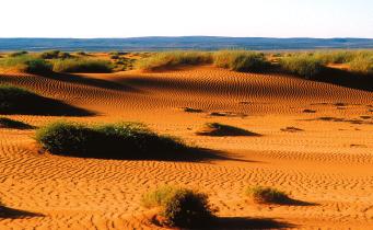 6: Sand dunes in Wisad, Eastern Desert (Photo: D. MODRÝ). Hylidae Hyla savignyi AUDOUIN 1812 In Jordan, H.