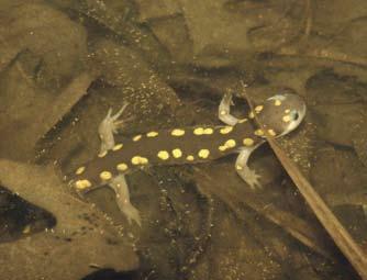 MANAGEMENT GUIDELINES Mole Salamanders, Gopher Frogs) spend their entire adult life within a few hundred meters of the wetland or small pond in which they breed.