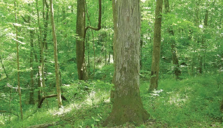 MESIC HARDWOOD FORESTS (Guidelines also apply to White Pine and Hemlock Forests) Mark Bailey Variously classified as northern hardwoods, mixed mesophytic (cove) hardwoods, and southern mixed