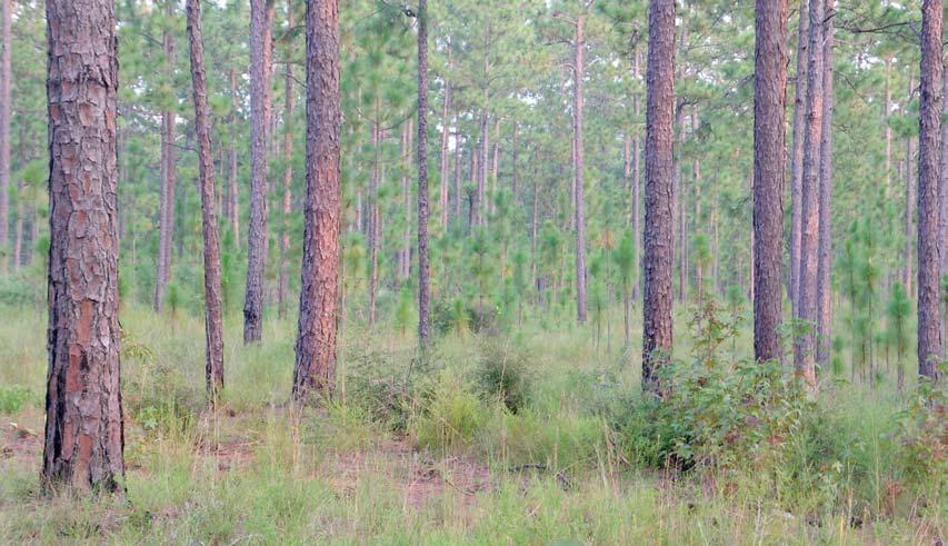 PINE FORESTS Mark Bailey The pine forest category encompasses a variety of natural habitats, ranging from coastal flatwoods to mountain ridges.