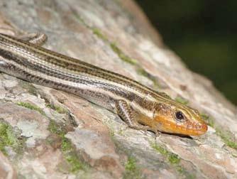 Five-lined Skinks are common in xeric forests. ings).