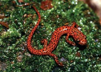 CAVES/KARST SYSTEMS Brian Miller John Jensen Cave Salamanders are typically found near the mouths of caves and crevices in karst-dominated geologic regions.