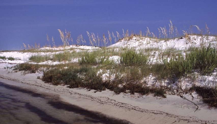 BEACHES AND DUNES Malcolm Pierson Restricted to the immediate vicinity of oceans or bays, beaches and dunes are characterized by sandy soils and sparse, saltwater-adapted grasses and shrubs, and are