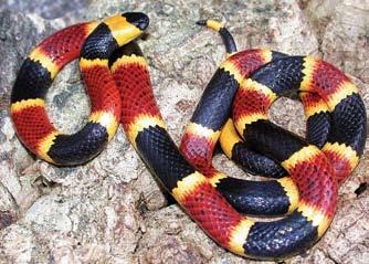 MANAGEMENT GUIDELINES Steve Bennett James Kiser The beautiful but venomous Coral Snake can be found in maritime hardwood hammocks as well as sandhills. crows, and other wildlife.