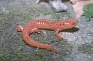 AMPHIBIANS AND REPTILES OF THE SOUTHEAST SMALL STREAMS, SPRINGS, SEEPS atureserve State- level Rank a nd State Protectio n N URBAN / RESIDENTIAL AGRICULTURAL MARITIME FORESTS BEACHES AND DUNES CAVES