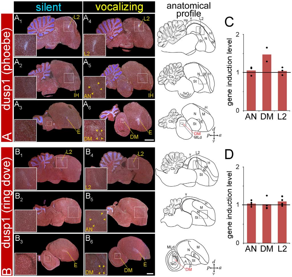 Specialized Motor-Driven dusp1 in Vocal Circuits Figure 8. Dusp1 mrna expression in the brains of vocal non-learners after singing.