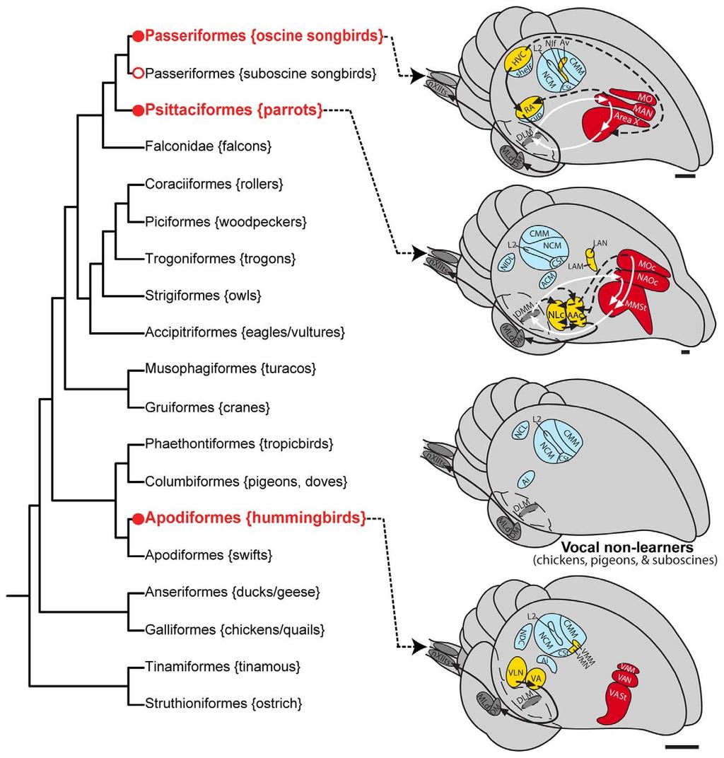 Figure 1. Phylogenetic relationships and vocal pathways in avian vocal learners and vocal non-learners.