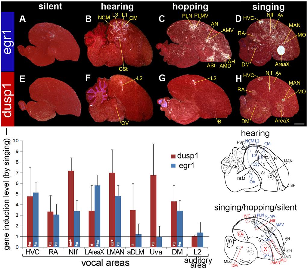 Specialized Motor-Driven dusp1 in Vocal Circuits Figure 2. Egr1 and dusp1 mrna expression in zebra finch brain induced by hearing, hopping, and singing.