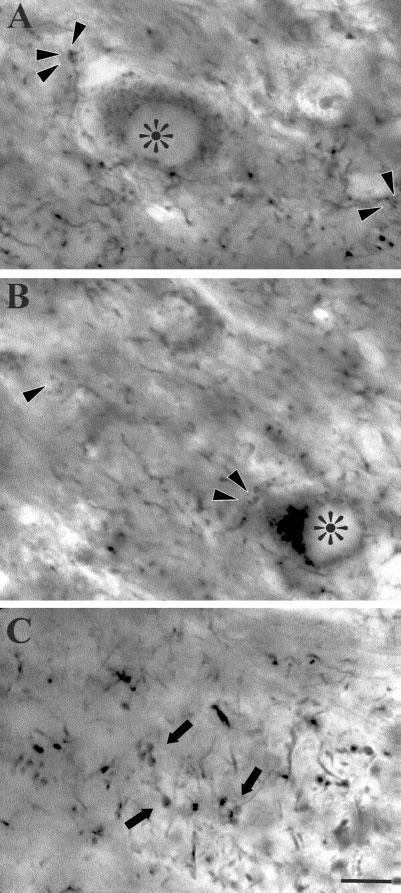 410 S.C. VAN HORN AND S.M. SHERMAN Fig. 4. A,B: Electron photomicrographs in lateral geniculate nucleus showing small orthogradely labeled terminals forming synapses onto small caliber dendrites.