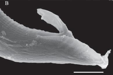 110S Falcón-Ordaz et al.- New species of Angiostoma in plethodontids from Mexico Remarks Figure 3. Scanning electron micrographs of Angiostoma lamotheargumedoi n. sp. 3A, anterior end of male showing the 1 pair of lateral alae (scale bar: 0.