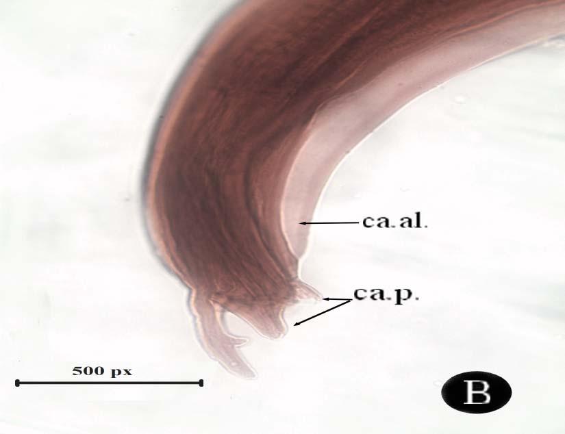 Redescription of two nematode parasites