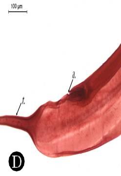 Anterior end of male,