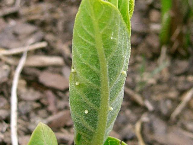 Egg loading on an emergent milkweed leaf. Photo credit: www.learner.