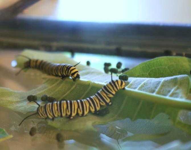Over the course of the next 2 weeks monarch caterpillars will feed like insatiable guests at a cruise ship buffet, except that throughout their range their buffet consists of only about 20 species of