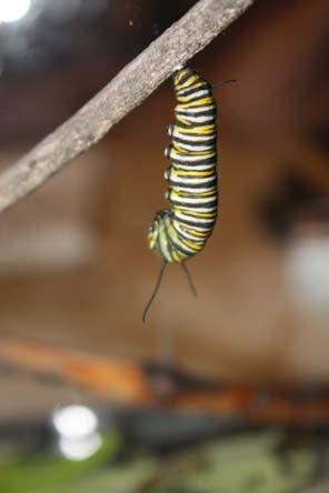 Within the chrysalis the caterpillar melts down and becomes what some have dubbed a living soup of genetic material.