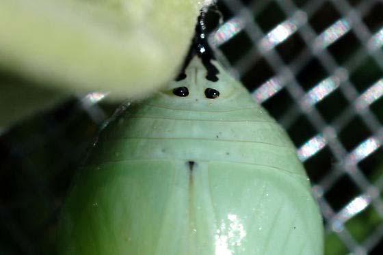 In order to tell the sex of a Monarch while it is still in the pupa take a look at the area just below the cremaster at the black dots and series of rings (indicating the forming