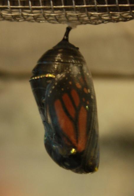 Before the butterfly emerges from the pupa stage, also known as eclosing, the chrysalis becomes completely transparent and shows the brilliantly contrasting colors of orange, black and white wings