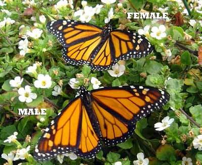 Males Monarchs can be distinguished from females by the presence of a single dark spot in each of the hind wings. These spots are more than just for show however.